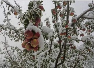 Untimely poignant weather declared as UT-specific calamity, relief to affected families of 9 districts. Jammu Kashmir Weather