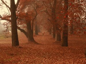 Picturesque view of Chinars amidst the autumn season in Kashmir.