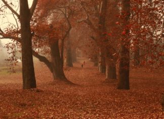 Photo feature: Hues of Autumn in Kashmir Picturesque view of Chinars amidst the autumn season in Kashmir.
