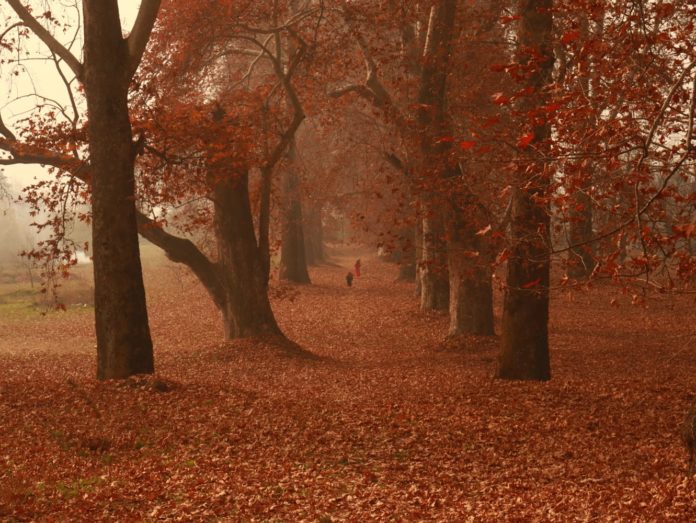 Picturesque view of Chinars amidst the autumn season in Kashmir.