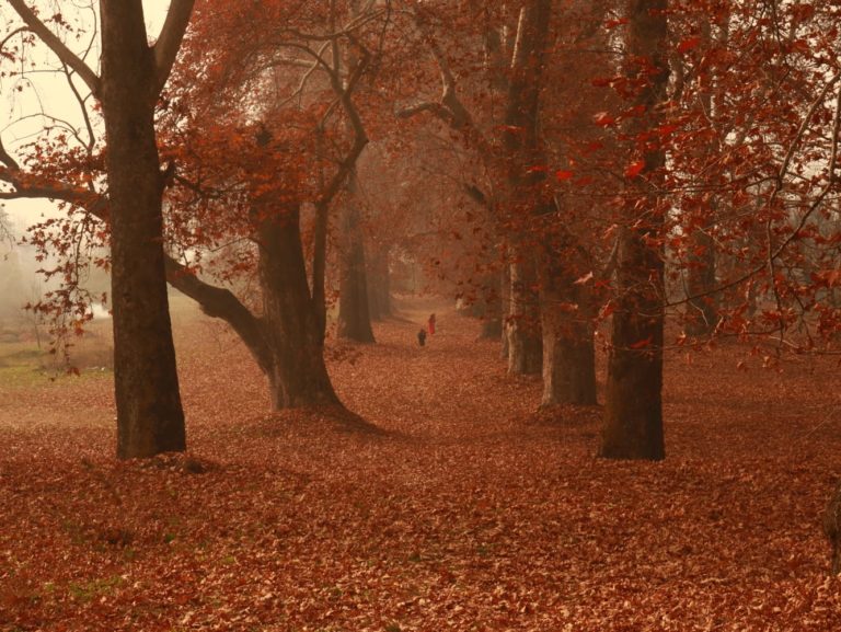 Photo feature: Hues of Autumn in Kashmir
