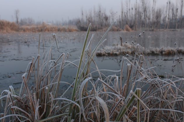 Chilled nights amid intense cold wave