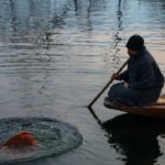 Man cleaning organic vegetables in Dal Lake before selling in the market.