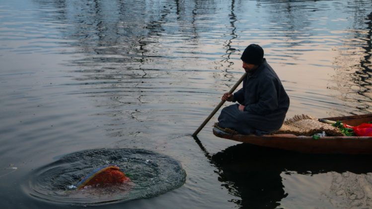 Man cleaning organic vegetables in Dal Lake before selling in the market.