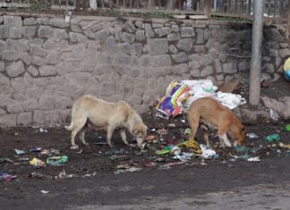 Never Ending Canine Terror In Kashmir Never Ending Canine Terror In Kashmir