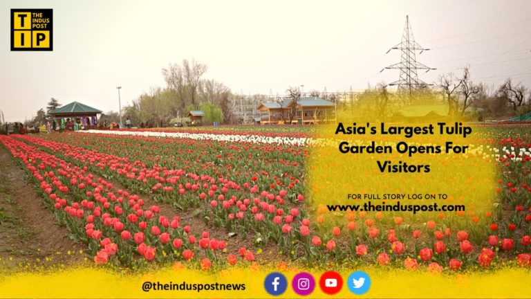 Asia’s Largest Tulip Garden Opens For Visitors