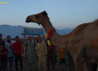 Buyers Concern: Despite Government Claims Of Price Regulation On Sacrificial Animals No Check On Rates Buyers Concern: Despite Government Claims Of Price Regulation On Sacrificial Animals No Check On Rates