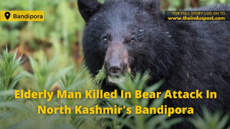 Elderly Man Killed In Bear Attack In North Kashmir’s Bandipora