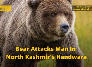 Bear Attacks Man In North Kashmir’s Handwara Bear Attacks Man In North Kashmir's Handwara