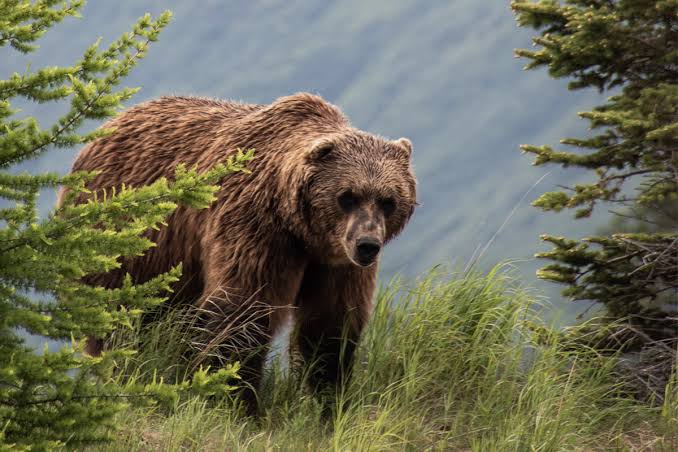 Elderly Woman Injured In Bear Attack In Anantnag