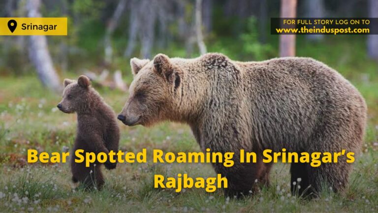 Bear Spotted Roaming In Srinagar’s Rajbagh