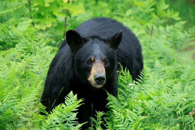 Black Bear Captured In North Kashmir’s Baramulla