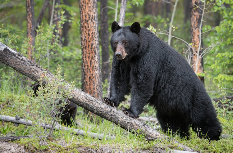 Wildlife Employee Among 4 Injured In Bear Attack In Tral