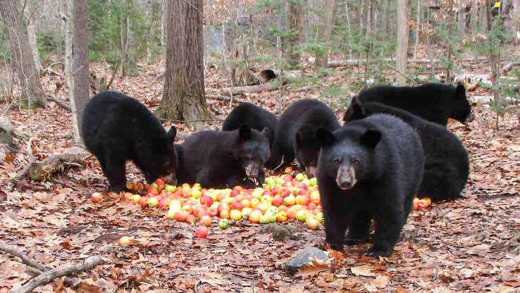 Wildlife Deptt Advise Orchardists To Dump Leftover Apples In Pits