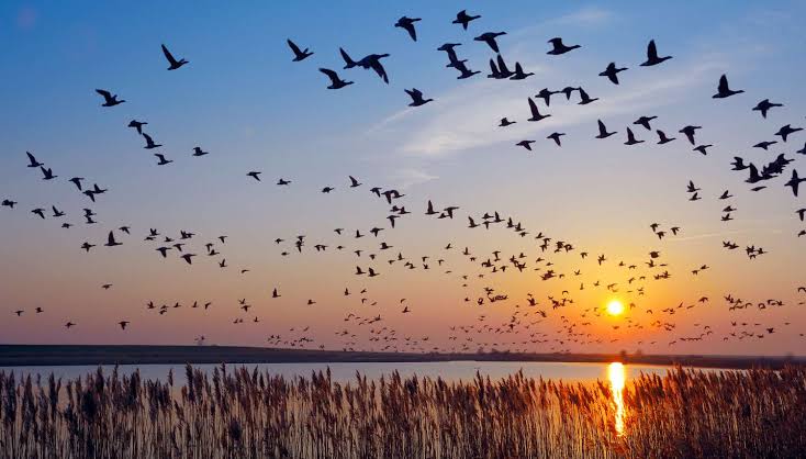 Kashmir To Witness 10 Lakh Migratory Birds This Year