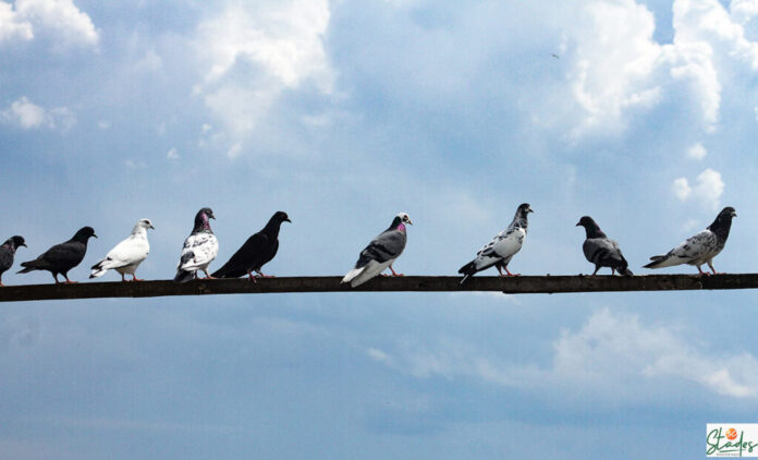 Youth Dies After Falling Off Top Floor While Feeding Pigeons