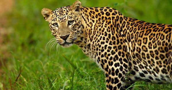 Leopard Captured Alive In Pulwama Village