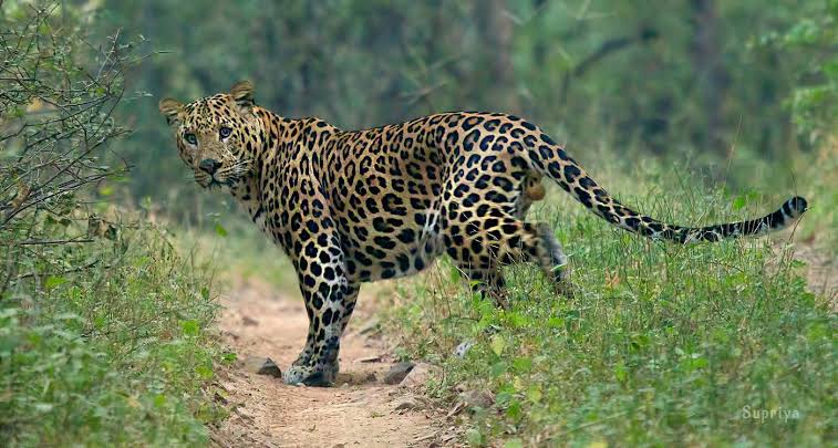 Minor Among 3 Injured In Leopard Attack In Pulwama