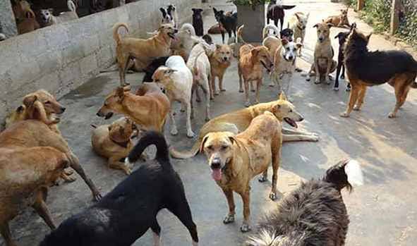 80% Work On Dog Sterilisation At Tengpora Complete: SMC Commissioner