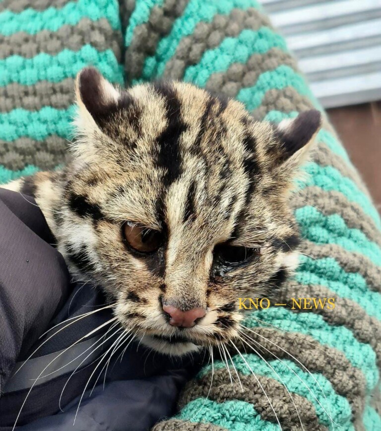 Leopard Cub Captured In Ganderbal