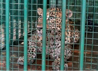 Leopard Captured In Baramulla’s Pattan