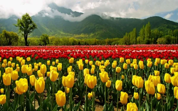 Tulip Garden To Be Thrown Open For Public On March 19