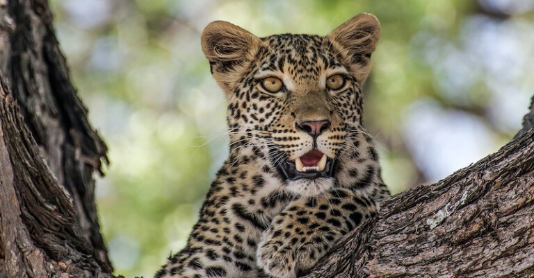 Leopard Captured In Budgam Same That Was Roaming In Rawalpora: Officials