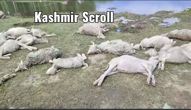 70 Sheep Killed, 80 Missing In Bandipora Drowning Incident