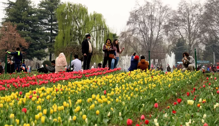 Tulip Garden Records Highest-Ever Tourist Footfall This Season