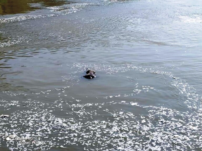 Unidentified Male Body Recovered From Jhelum In Baramulla