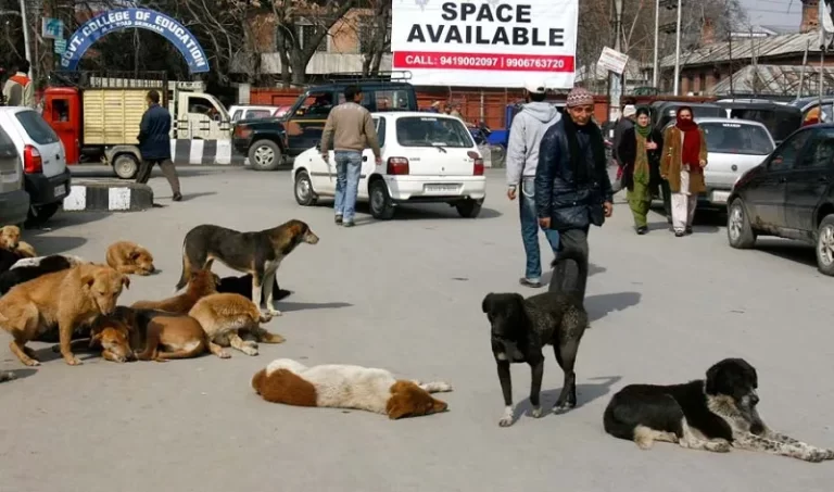 Dog Horror: 6,875 Cases Reported At SMHS Hospital’s Anti-Rabies Clinic In Last One Year