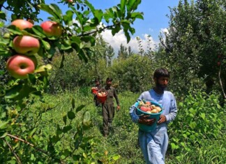 Centre Introduces Minimum Price For Apples, To Protect Interests Of Local Producers Centre Introduces Minimum Price For Apples, To Protect Interests Of Local Producers