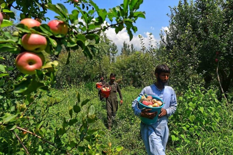 Centre Introduces Minimum Price For Apples, To Protect Interests Of Local Producers