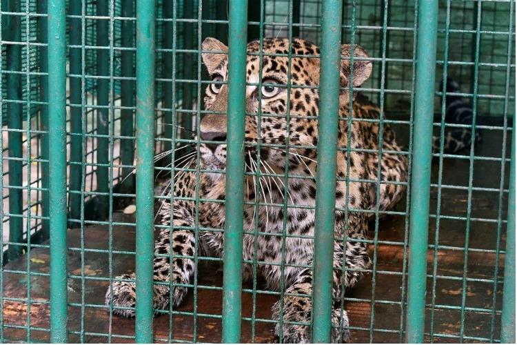 Wildlife Department Rescues Leopard In Rafiabad Village