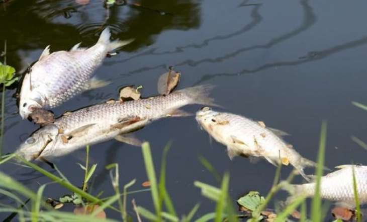 Thousands Of Fish Found Dead In Dal Lake