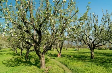 Man Found Dead In Orchard In Kulgam, Say Officials