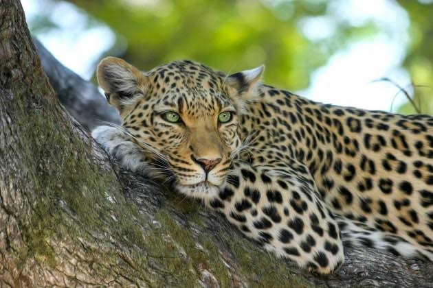 Amid Reports Of Leopard Sighting, Man Injured In “Animal Attack” In Srinagar’s Badamwari