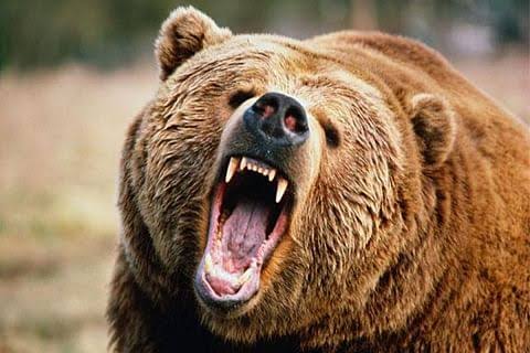 Man Critically Injured In Bear Attack In South Kashmir’s Anantnag