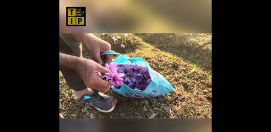 Kashmiri Saffron: The Other Side To The Beauty