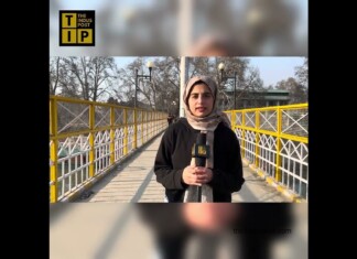 Kashmir’s Feline Frenzy: Amidst Soaring Pet Culture, Cats Abandoned And Mistreated In The Region